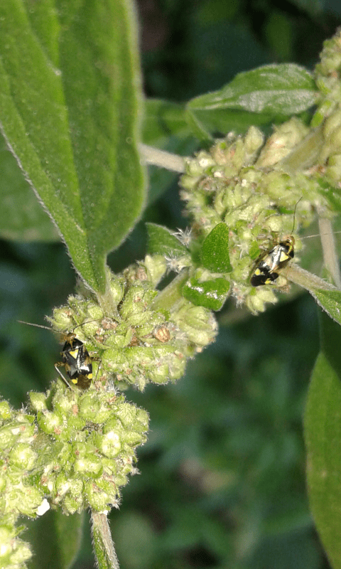 Liocoris tripustulatus (Miridae)?